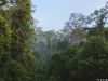 Bosques tropicales. Cubierta forestal